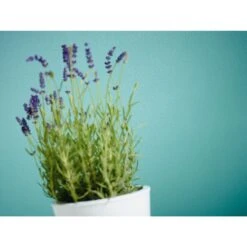 A.S. Creation Meistervlies | 246011 | Papier Peint à Motif Ondulé | 0.53 M X 10.05 M | Blanc -Décoration d'intérieur 246011 3